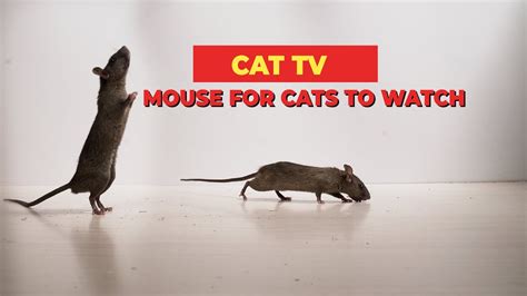 MICE FOR CAT TO WATCH - Mouse Sounds - Mice Squeaking Sounds Compilation 🐀 (3 HOURS) - YouTube