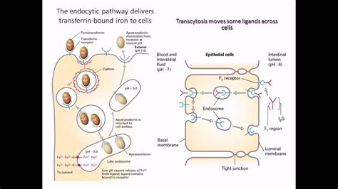 Iron uptake and transferrin protein - YouTube