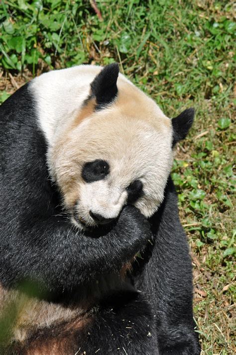 Crying Panda Photograph by Teresa Blanton