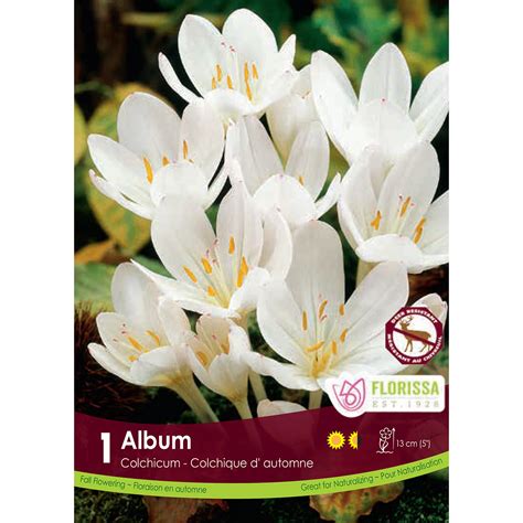 Colchicum 'Autumnale Album' Bulbs 1Pk | Crocus Bulbs | Arts Nursery Garden and Home Ltd