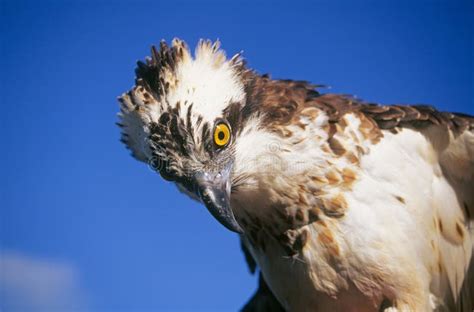 Osprey Or Fish Hawk Royalty Free Stock Images - Image: 18081749