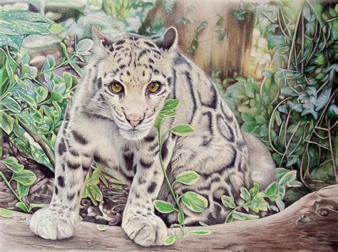 Clouded Leopard Drawing at GetDrawings | Free download