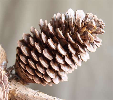 Pine Cones Wallpapers High Quality | Download Free
