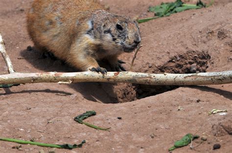 A Woodchuck Free Stock Photo - Public Domain Pictures