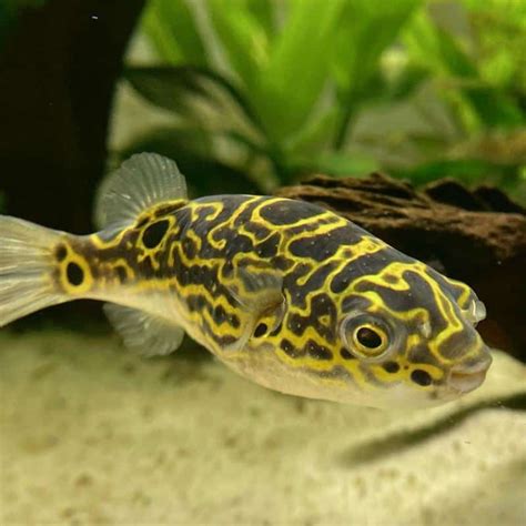 Top 10 Most Popular Freshwater Puffer Fish