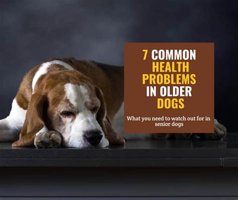 The 7 Common Health Problems to Watch out For in Older Dogs