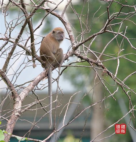 Long-tailed Macaque by PeacePhotoMan on DeviantArt