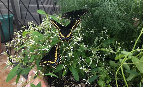 Raising Eastern Black Swallowtails - Lewis Ginter Botanical Garden