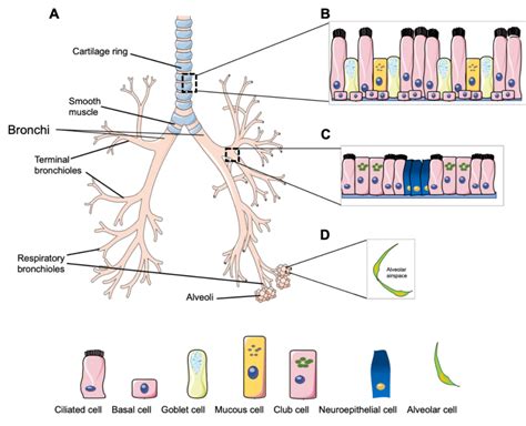 Organisation of the conducting and respiratory airway epithelium. (A)... | Download Scientific ...