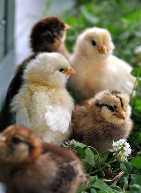 adorable little baby chickens | Babies | Pinterest | Baby chickens ...