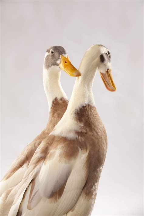 Meet the Adorable Indian Runner Duck at Oregon Zoo