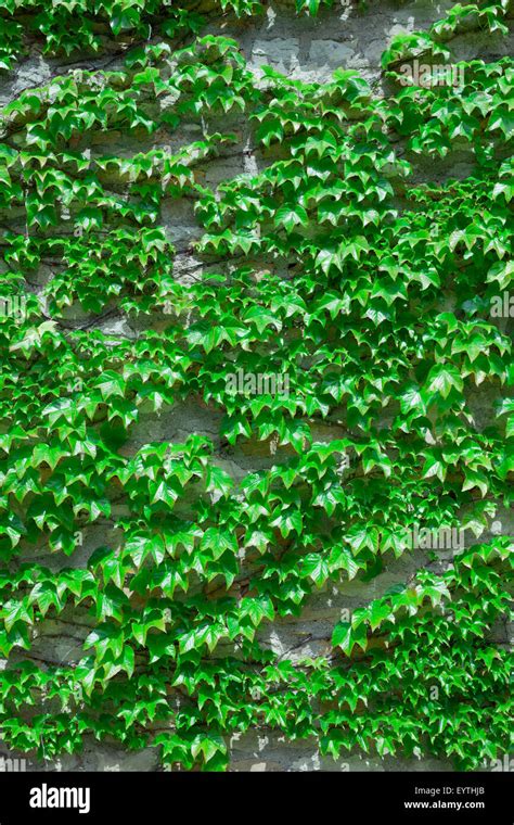 Boston Ivy on exterior wall Stock Photo - Alamy