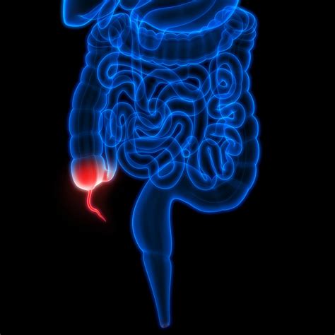 Appendix Function In Digestive System