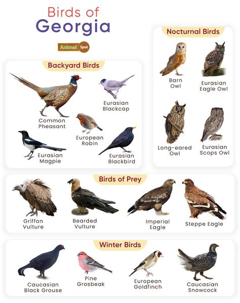 List of Birds Found in Georgia with Pictures