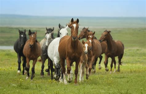 Horse Genetics 2.0: Colours | Laboratoire de génétique vétérinaire