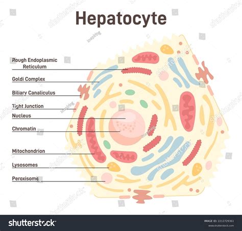 Human Liver Hepatocyte Anatomy Internal Organ Stock Vector (Royalty Free) 2212729361 | Shutterstock