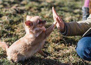 Common Dog Training Methods & Positive Training Techniques