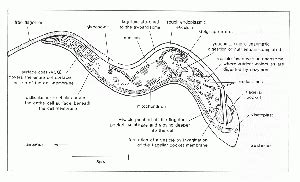 Trypanosoma - WikiVet English