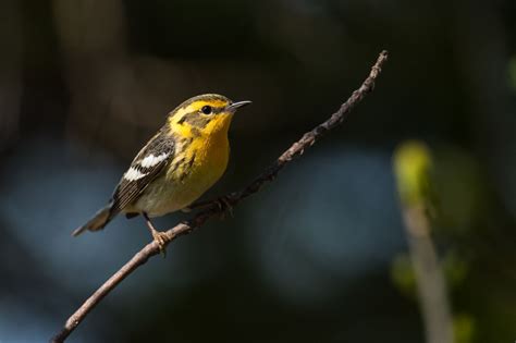 Blackburnian Warbler female | Female, Bird, Animals