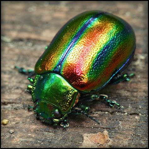 TrekNature | Rainbow or beetle Photo | Rainbow beetle, Beautiful bugs, Beetle insect