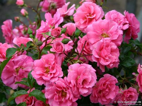 Buy Medley Pink ® – Floribunda Rose – AGEL ROSEN