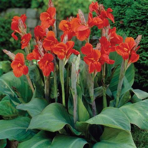 Van Zyverden Cannas The President Bulbs (Set of 6)-11199 - The Home Depot