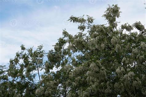 acacia tree flowers 17411494 Stock Photo at Vecteezy