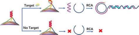 Ultrasensitive Aptasensor for α-Amatoxin Detection Based on the DNA Tetrahedral Nanostructure ...