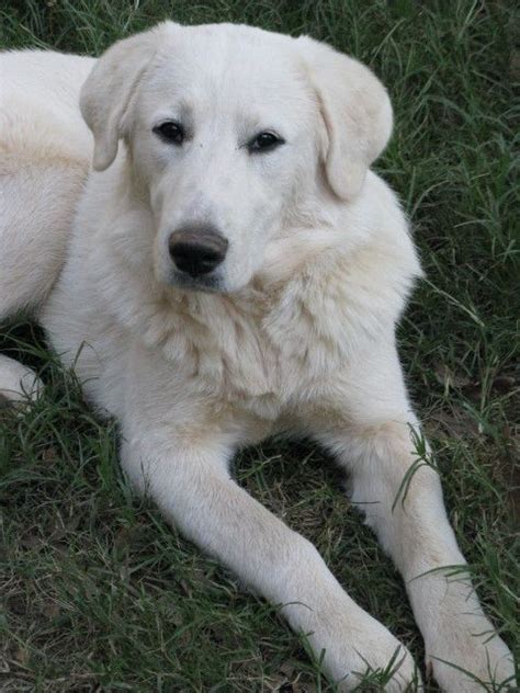 Great Pyrenees Lab Mix Temperament | Akbash dog, Great pyrenees, Great pyrenees dog