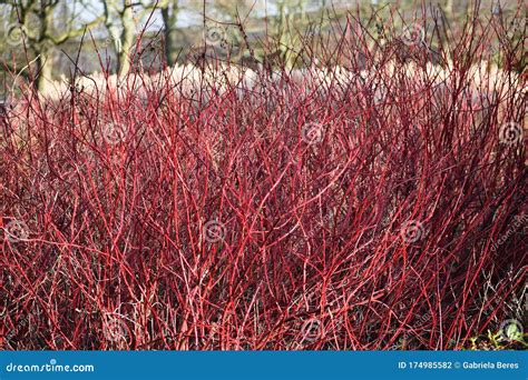 Red Winter Stems of the Cornus Alba Elegantissima. Stock Photo - Image of natural, barked: 174985582