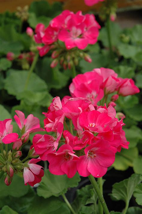 Designer Hot Pink Geranium (Pelargonium 'Designer Hot Pink') in Wilmette Chicago Evanston ...