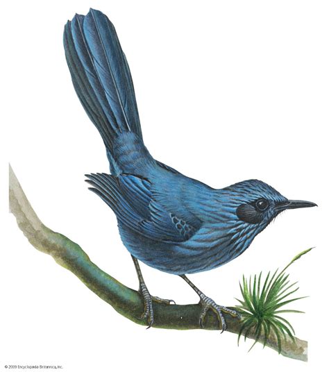 Mockingbird | Songbird, Mimicry, Nocturnal | Britannica