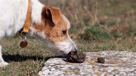 How To Stop Puppy From Eating Poop - YouTube