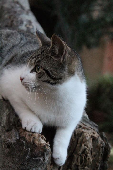 Very pretty tabby and white cat #cat #feline #tabbycat | Gatti carini ...