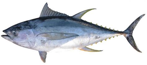 Thunnus orientalis | fishIDER