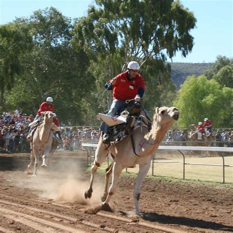 Camel racing - Alchetron, The Free Social Encyclopedia