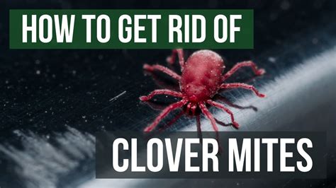 How do you kill clover mites? – Life Set Go