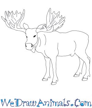 How to Draw a Realistic Moose