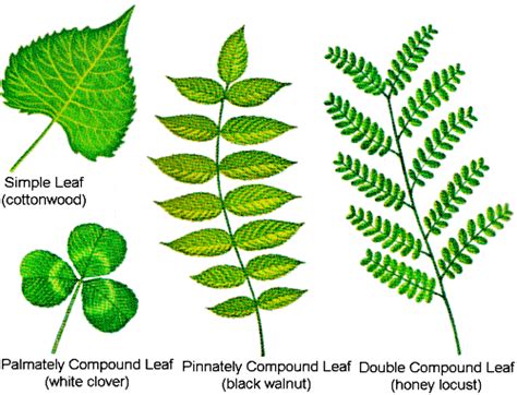 Biology – Leaf | askIITians