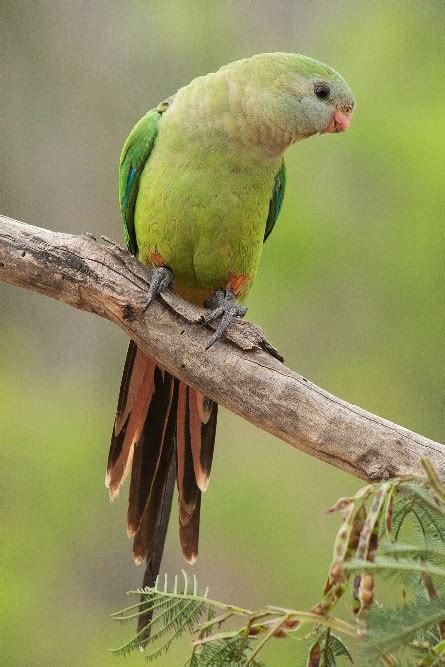 Is that a Superb Parrot? - Local Land Services