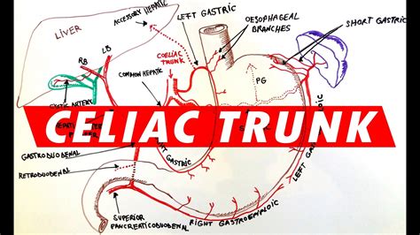 Celiac Trunk - Arterial supply to the Stomach - YouTube