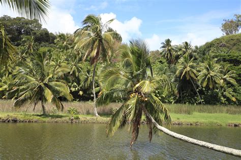 Overview of Kauai's Top Botanical Gardens