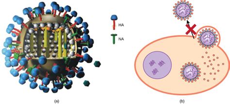 Vaccines and Anti-Viral Drugs for Treatment | Biology for Majors II