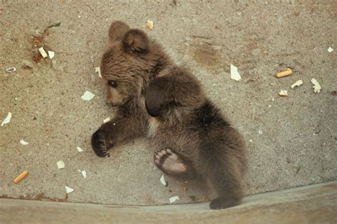 Baby Bear Sleeping! | Bear, Baby bear, Cute wild animals