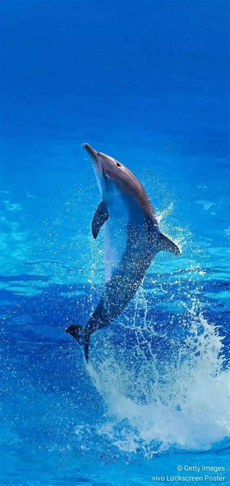 Dolphin Wallpaper 🐬 | Beautiful Sea Creatures