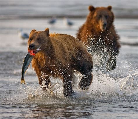 50 Best Wildlife Photography To Get Inspire