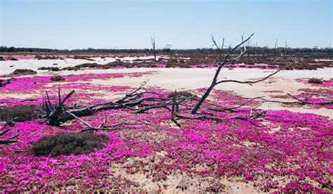 5 of the Best Places Near Perth to See WA's Wildflowers