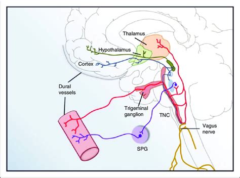 Structures involved in migraine pathophysiology (6). SPG:... | Download ...