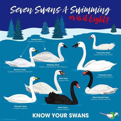 Swan Identification Chart | Animals information, Animals, Pet birds