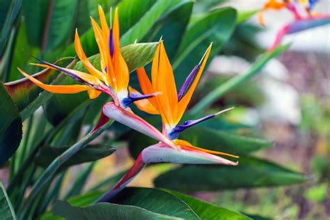 Bird of paradise plant: flowering & cultivation - Plantura